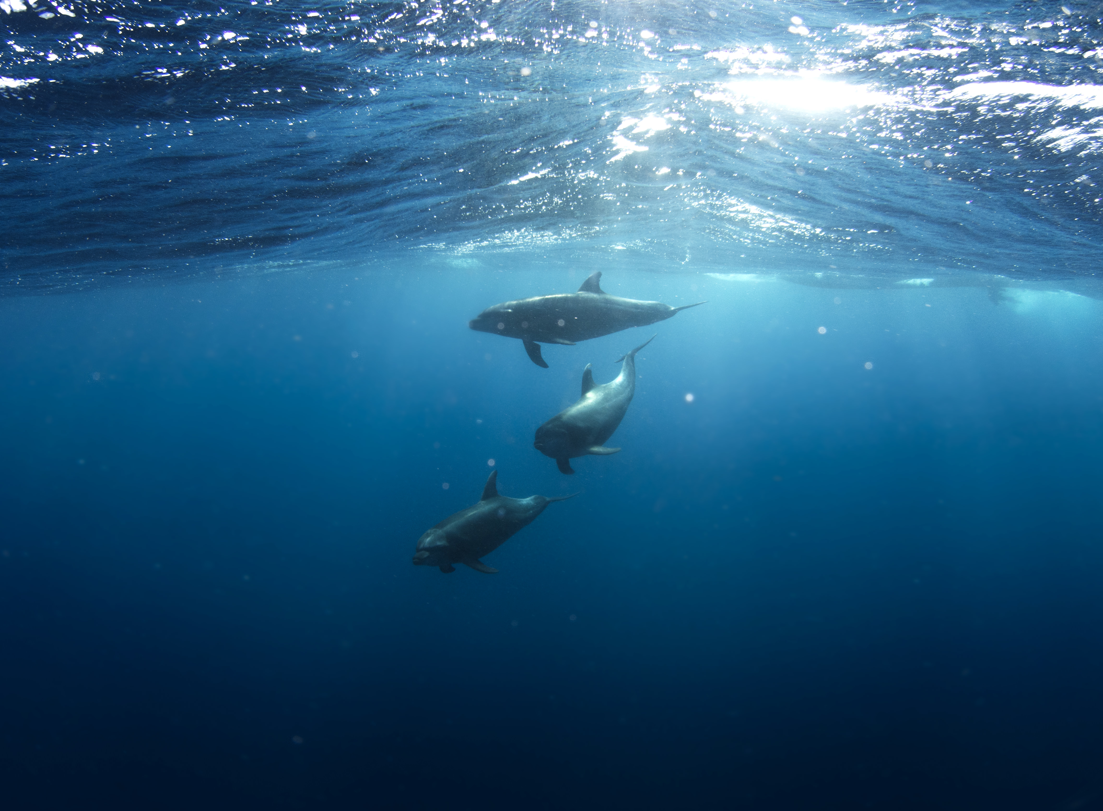 Delfine im freien Meer